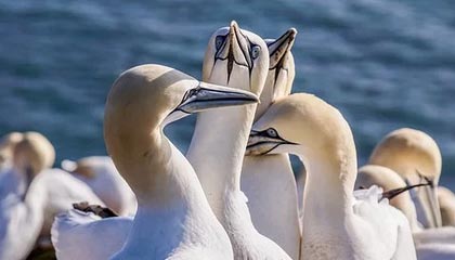 Kaiyun-558人检测新增2例阳性 NBA禁止球队提前接种疫苗