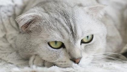 开云网页版中国官网-二次进攻35比0被剃光头 波神不在独行侠举步维艰